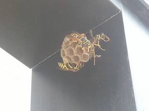 The Lamp/Steven Hoskins Wasps build a hive in the bus stop structure in front of Sangamon Hall.