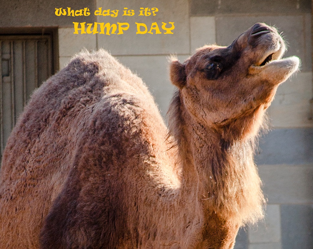 Camel hump day!
